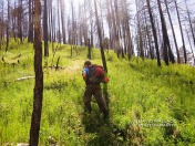 Eric walks though new growth through a charred area from the 2014 Slide Fire.