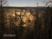 Looking down into the West Fork of Oak Creek Canyon through burned trees from the 2014 Slide Fire.