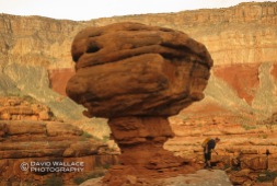Chris looks on from a mushroom shaped Supai formation.