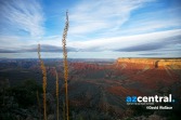Agave plants loom over the rim of the Grand Canyon in the western part of Grand Canyon National Park on March 22, 2017.